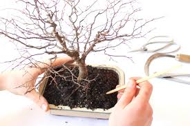 Common ficus bonsai diseases and pests. Repotting Bonsai How To Repot Your Tree Bonsai Empire