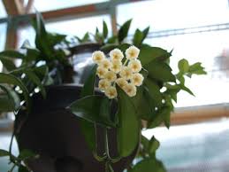 Image result for Lotononis laxa