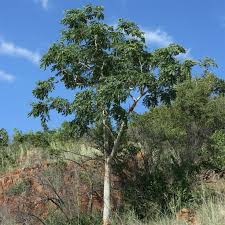 Image result for Albizia tanganyicensis
