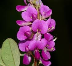 Image result for Grona setigera