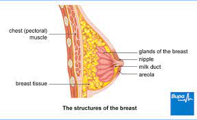 Benign Breast Lumps Health Information Bupa Uk