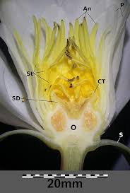 Image result for Nymphaea divaricata