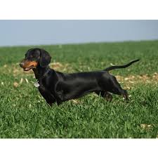 Image result for jezevčík hladkosrstý