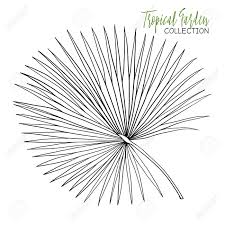 This free coloring sheet shows jesus riding into jerusalem on a donkey for palm sunday. Palm Tropical Plant Vector Illustration Coloring Book For Adult And Older Children Coloring Page Outline Drawing Royalty Free Cliparts Vectors And Stock Illustration Image 57328246