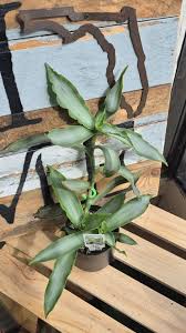 Image result for Murdannia