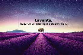 Kar yaza kalmaz, yeşil güze kalmaz. Lavanta Ile Ilgili Sozler Lavanta Sozleri Pek Guzel Sozler