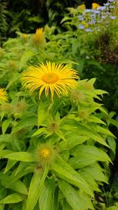 Image result for Inula