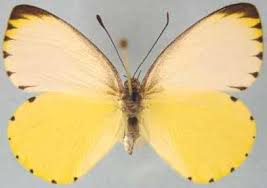 Image result for Oncella curviramea