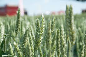 Check spelling or type a new query. Grau De ToamnÄƒ Rodbun Grup BucureÈ™ti