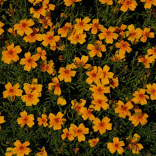 Image result for Gutenbergia filifolia