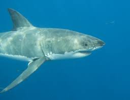 Marine Dynamics Great White Megalodon