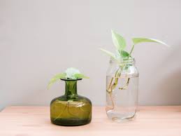 Other plants, including many woody plants such as hibiscus and citrus will not root well in water. Houseplants You Can Grow In Water
