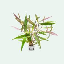 Image result for Persicaria barbata