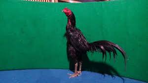 Ramalan shio ayam tahun 2021 memprediksi bahwa ini akan. Tradngon Ayam Tradngon Ayam Indonesia Membuka Import Ayam Dari Brazil The Site Owner Hides The Web Page Description Mother