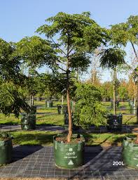 Image result for Melia azedarach