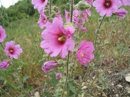 Biennial flowers live for two years, blooming only in year two. Alcea Wikipedia