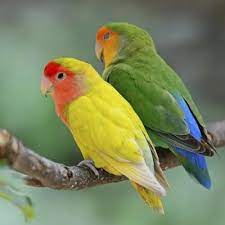 Pin On Bird Keeping