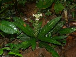 Image result for Acanthus