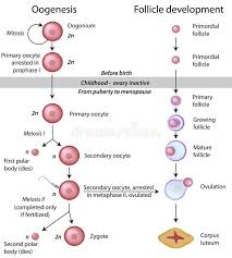 Oogenesis And Follicle Development In Female Ovary Eps10 Aff Development Follicle Oo Human Anatomy And Physiology Medical Ultrasound Biology Lessons