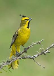 Cardeal Amarelo Gubernatrix Cristata Cardinal Birds Pet Birds Birds