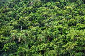 Oct 27, 2019 · on the other side of the scale, suriname holds the title as the smallest country in south america, and it is also one of the least densely populated countries in the world. The Exotic Wildlife You Can See While Visiting Brazil S Amazon Rainforest Skyticket Travel Guide