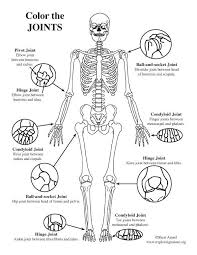 Joints Of The Body Coloring Nature In 2020 Nursing School Survival Human Body Activities Nursing School Studying