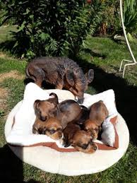 Dtk Zwinger Vom Penkuner Jagerhof Gibt Anfang September Zwergrauhhaarteckel Noch 1 Zwerg Rauhhaarteckel Nur Noch 2 Welpen 1 1 Mi Welpen Eberswalde Zwerg