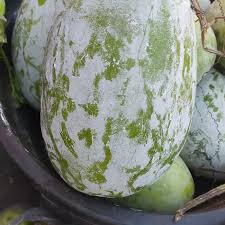 Hasil skrining fitokimia ekstrak etanol bahwa buah kundur mengandung senyawa alkaloid, flavonoid, fenol dan tanin. Jual Buah Kundur Buah Bligo Kota Surabaya Ida Buah Tokopedia