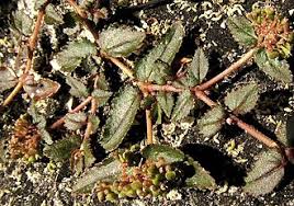 Image result for Euphorbia ophthalmica