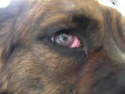 My Dog Has Inflammation In One Eye The White Of His Eye In The Inside Corner Is Inflamed And Red He Normally Has Reddish Whites In Holistic Pet Dog Eyes Dogs