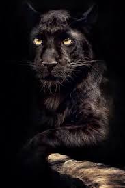 Account Suspended Animals Beautiful Animals Big Cats