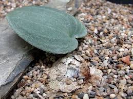 Image result for Eriospermum seineri