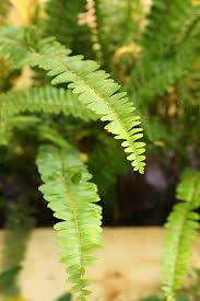 Image result for Davalliaceae