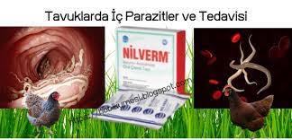 tavuklarda ic parazit ve tedavisi tavuk hayvan flora