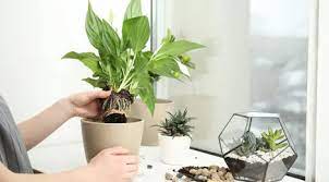 Kondisi kamar mandi yang memiliki tingkat kelembapan yang tinggi justru membuat beberapa tanaman hias dapat hidup dan bertumbuh dengan baik di ruangan ini. 5 Cara Menata Tanaman Hias Agar Rumah Tampak Segar Lifestyle Fimela Com