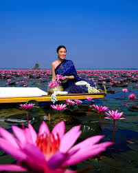 This is our most popular lotus product, containing the entire flower (petals, stamens and crown). Fan Club Thailand Uk And Ireland Twitter àªªàª° Find Tranquility Amongst The Lotus Flowers On The Red Lotus Sea In Thailand Have You Visited This Magical Place Thanks For The Beautiful