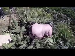 Even if a small spider happened to climb into a hole in a cactus and lay eggs there, he says Skating Into Cactus Very Funny Youtube