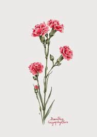 Los Pajaros De Veronica Algaba Carnation Flower Tattoo Carnation Tattoo Flower Art