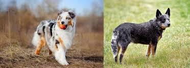 Australian shepherd x blue heeler mix. Australian Shepherd Vs Austrailian Blue Heeler Breed Comparison