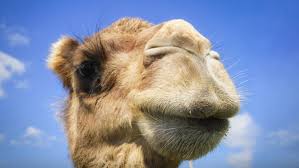 It gives facts and information about a topic. Latif Nasser You Have No Idea Where Camels Really Come From Ted Talk