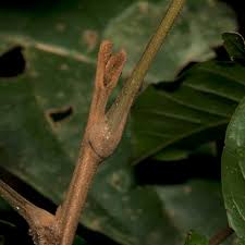 Image result for Lecaniodiscus