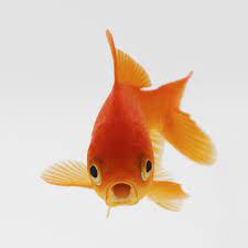 We did not find results for: Carping On How Did A Small Pond Become Home To 10 000 Goldfish Wildlife The Guardian