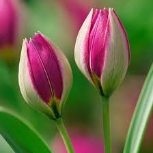 Top 25 Most Beautiful Tulip Flowers Beautiful Flowers Tulips Flowers Tulips