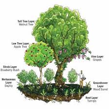 9 Permaculture Practices Organic Gardening Mother Earth News Food Forest Garden Permaculture Gardening Forest Garden