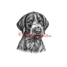 Image result for český fousek stavba těla