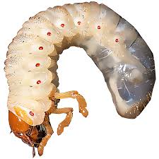 The larvae feed for two to three weeks before climbing up the awns and dropping to the soil surface in early august. Identify And Control White Grubs
