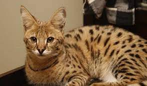 pin na doske mooiste dieren in de wereld the most beautifull animals in the world