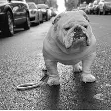 Bulldog Pics Thegreatbritishbulldog Instagram Photos And Videos Bulldog Puppies Bulldog Dogs