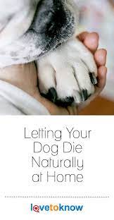 Letting Your Dog Die Naturally At Home Dog Died Dogs Your Dog