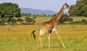 When the mother has to look for food, she will either hide it or leave it with other female giraffes. Giraffe Facts Sounds Diet Habitat Information